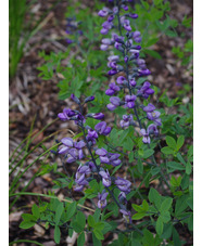 Baptisia 'Purple Smoke'