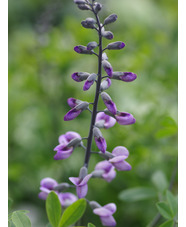 Baptisia 'Purple Smoke'