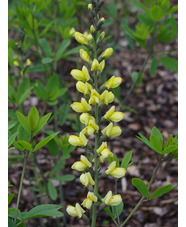 Baptisia 'Carolina Moonlight'