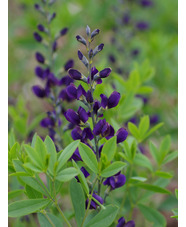 Baptisia 'Nachthemel' (hybr 12)