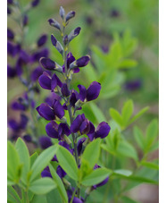 Baptisia 'Nachthemel' (hybr 12)