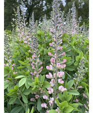 Baptisia 'Pink Truffles'