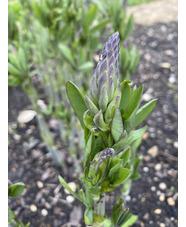 Baptisia 'Pink Truffles'