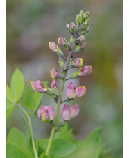 Baptisia 'Pink Truffles'