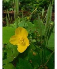 Stylophorum diphyllum