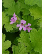 Pelargonium 'Attar of Roses'