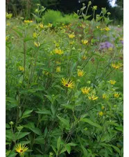 Rudbeckia subtomentosa 'Henry Eilers'