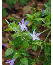 Vinca difformis subsp. sardoa