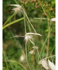 Lygeum spartum
