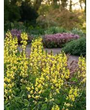 Thermopsis lupinoides