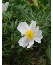 Paeonia lactiflora hybrids 