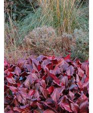 Bergenia 'Abendglocken'