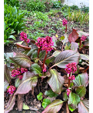 Bergenia 'Abendglocken'