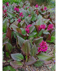 Bergenia 'Abendglocken'