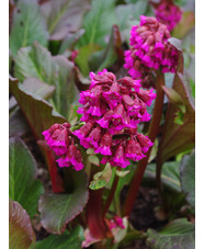 Bergenia 'Abendglocken'