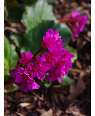 Bergenia 'Abendglut' 