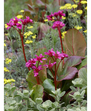 Bergenia 'Abendglut' 