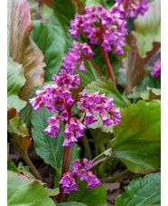 Bergenia 'Ballawley'