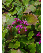 Bergenia 'Ballawley'