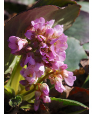 Bergenia 'Barcock'