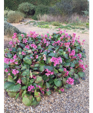 Bergenia 'Barcock'