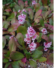 Bergenia 'Beethoven'