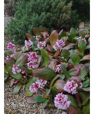 Bergenia 'Beethoven'