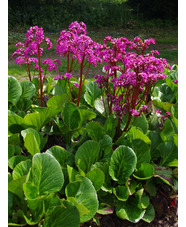 Bergenia 'Bressingham Ruby'