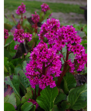 Bergenia 'Bressingham Ruby'