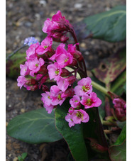 Bergenia 'Bressingham Salmon'