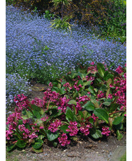 Bergenia 'Bressingham Salmon'