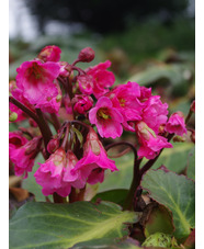 Bergenia 'Bressingham Salmon'