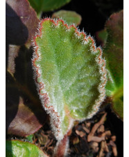 Bergenia ciliata