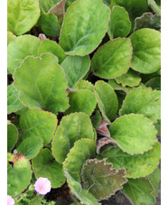 Bergenia ciliata