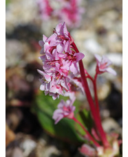 Bergenia ciliata