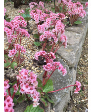 Bergenia ciliata