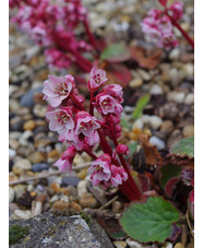 Bergenia ciliata