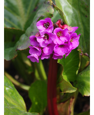 Bergenia cordifolia 'Purpurea'