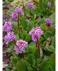 Bergenia crassifolia 'Autumn Red'