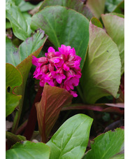 Bergenia 'David'