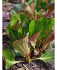 Bergenia 'David'