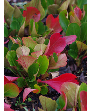 Bergenia 'David'