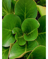 Bergenia 'David'