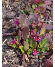 Bergenia 'Eden's Dark Margin'
