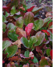 Bergenia 'Eroica'