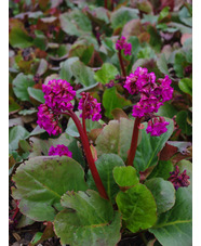 Bergenia 'Eroica'