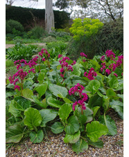 Bergenia 'Margery Fish'