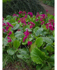 Bergenia 'Margery Fish'