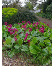 Bergenia 'Margery Fish'