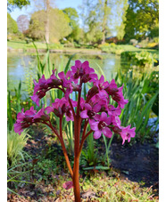 Bergenia 'Margery Fish'